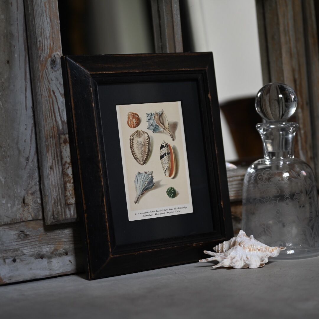 【インゼル文庫 】貝殻の図鑑、鉱物の図鑑　セット　ヴィンテージ 博物画 インゼル文庫 】貝殻の図鑑、鉱物の図鑑 セット ヴィンテージ