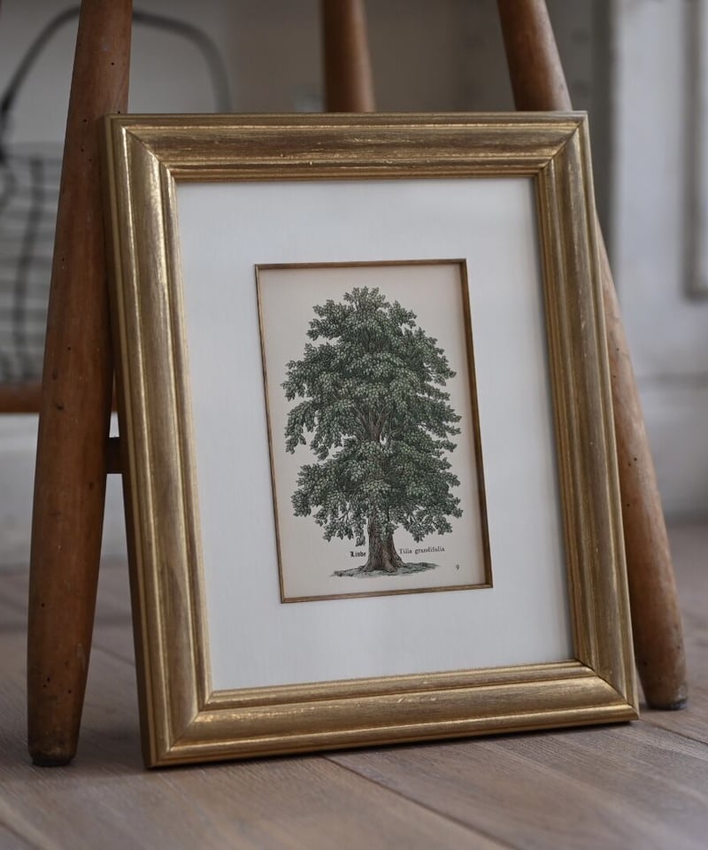 リンデン・菩提樹（ドイツ洋書／インゼル文庫） | CUATRO CAMINOS