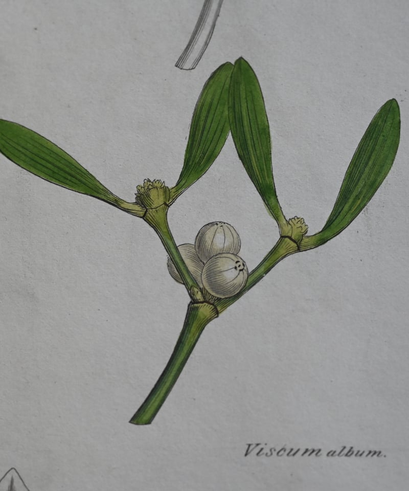 ヤドリギ | CUATRO CAMINOS