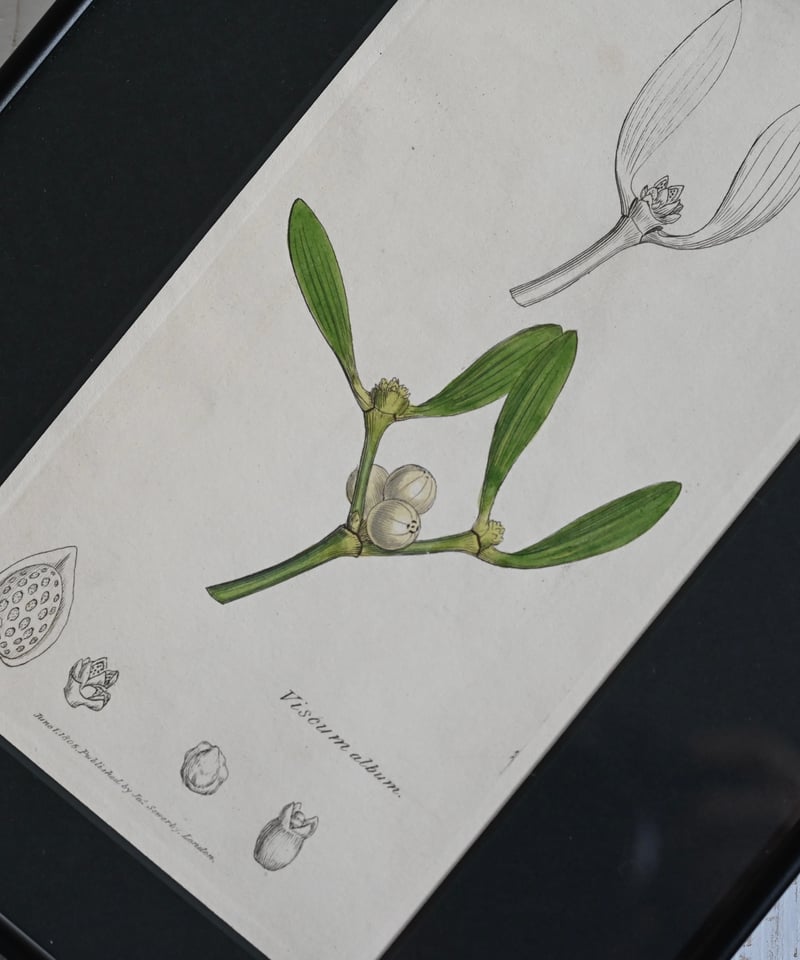 ヤドリギ | CUATRO CAMINOS