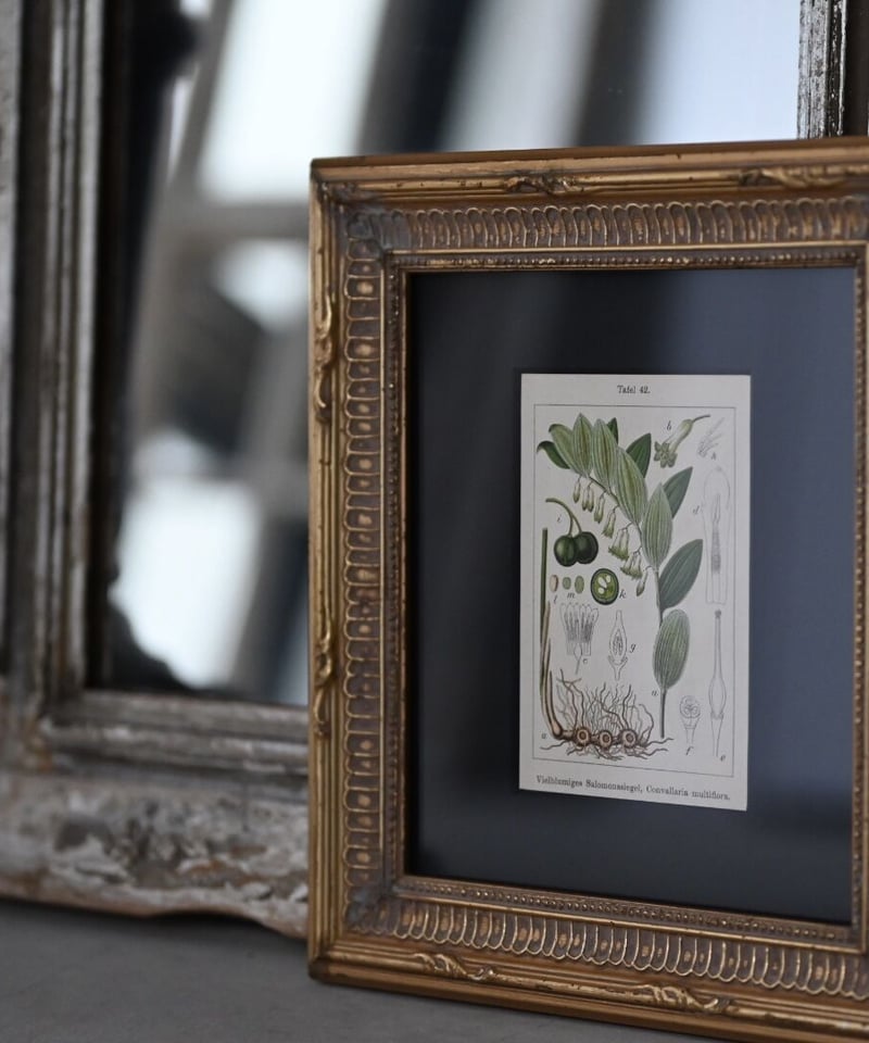 スズラン（植物画・ボタニカルアート） | CUATRO CAMINOS