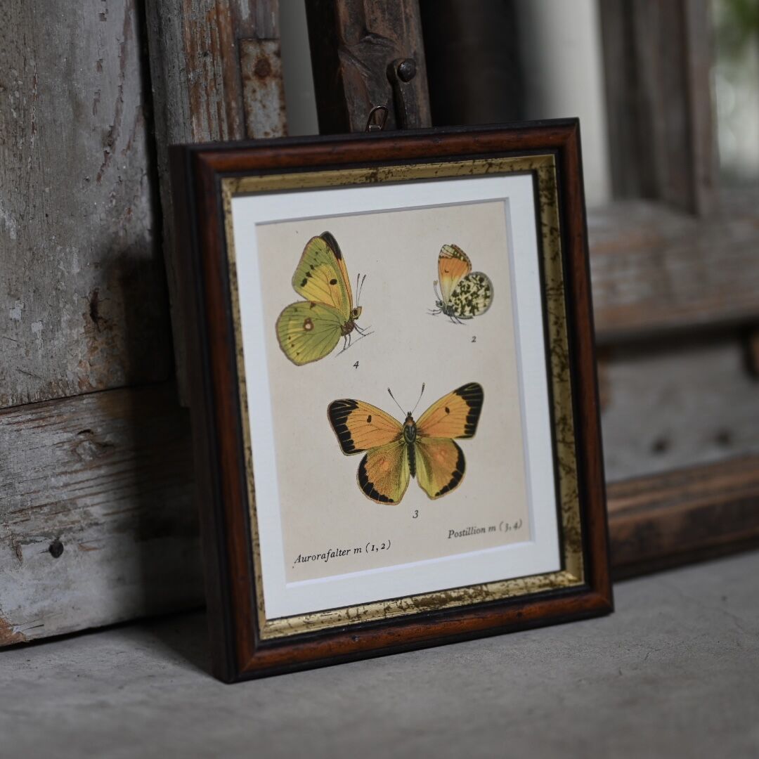 3頭の蝶（ドイツ洋書／インゼル文庫） | CUATRO CAMINOS