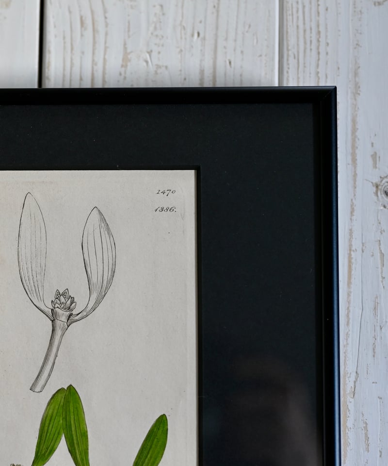 ヤドリギno.43 最上級 ヤドリギ | CUATRO CAMINOS