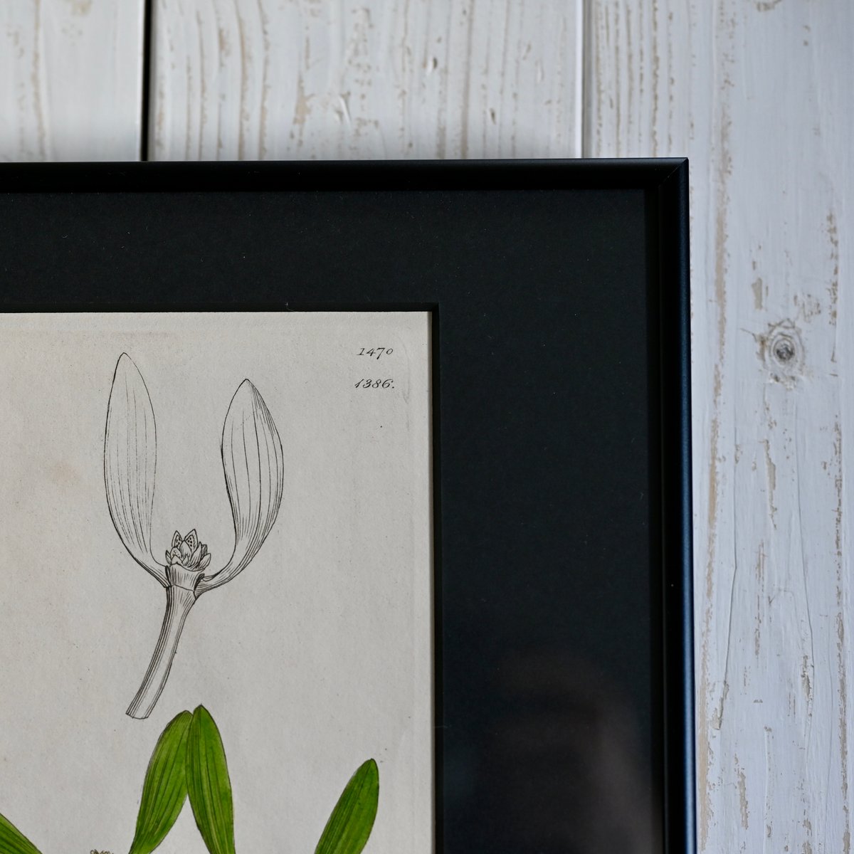 ヤドリギ | CUATRO CAMINOS