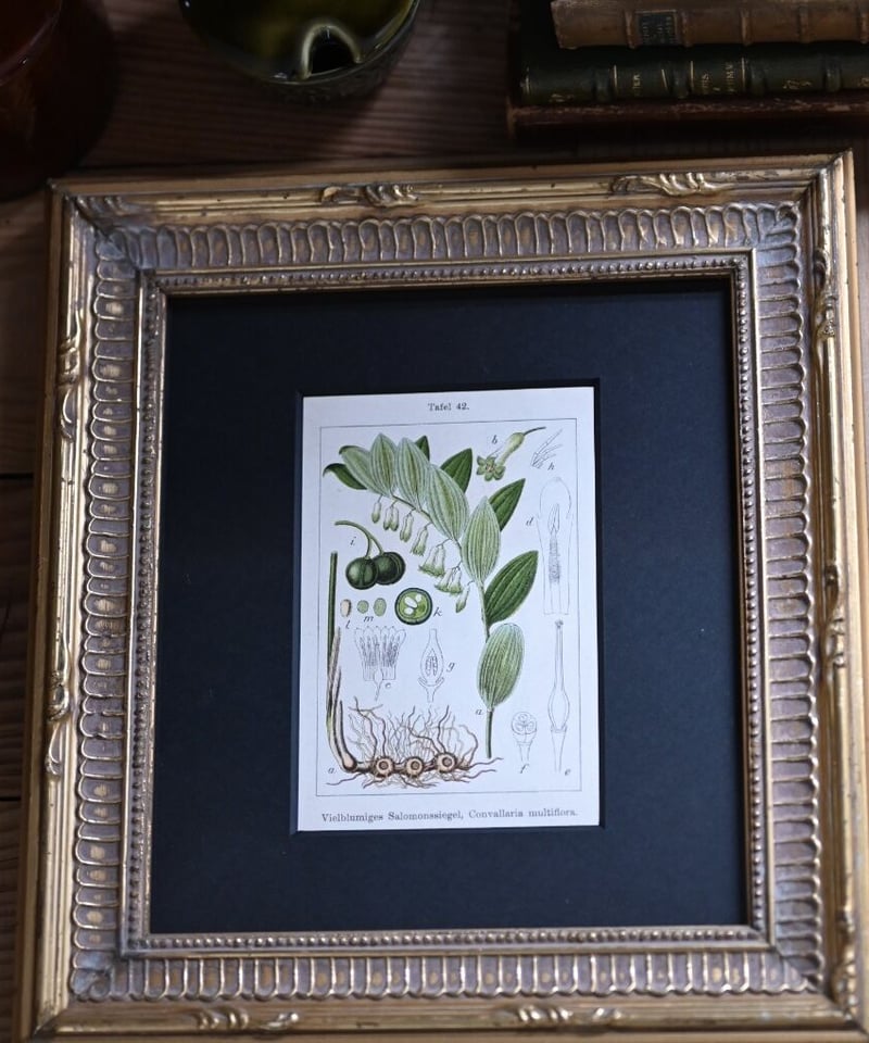 スズラン(植物画・ボタニカルアート) | CUATRO CAMINOS スズラン(植物画・ボタニカルアート) | CUATRO CAMINOS