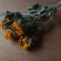 一重咲きヒマワリのドライフラワー