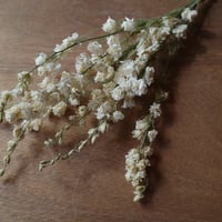ラークスパー(白)のドライフラワー