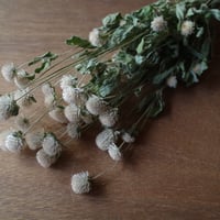 千日紅(白〜淡ピンク)のドライフラワー