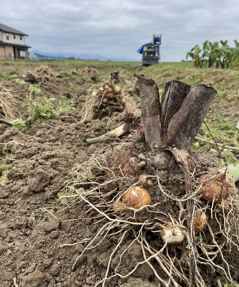 上伊場野里芋 Sサイズ 2kg | FKDfarm ネットStore