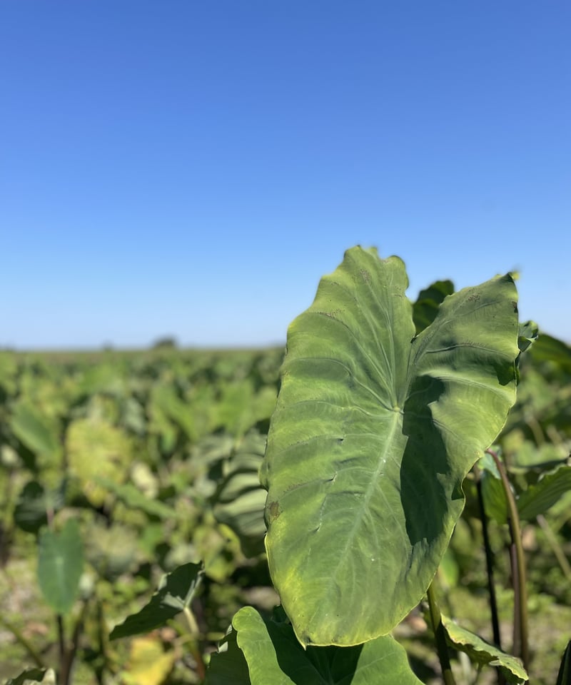 上伊場野里芋 Sサイズ 2kg | FKDfarm ネットStore