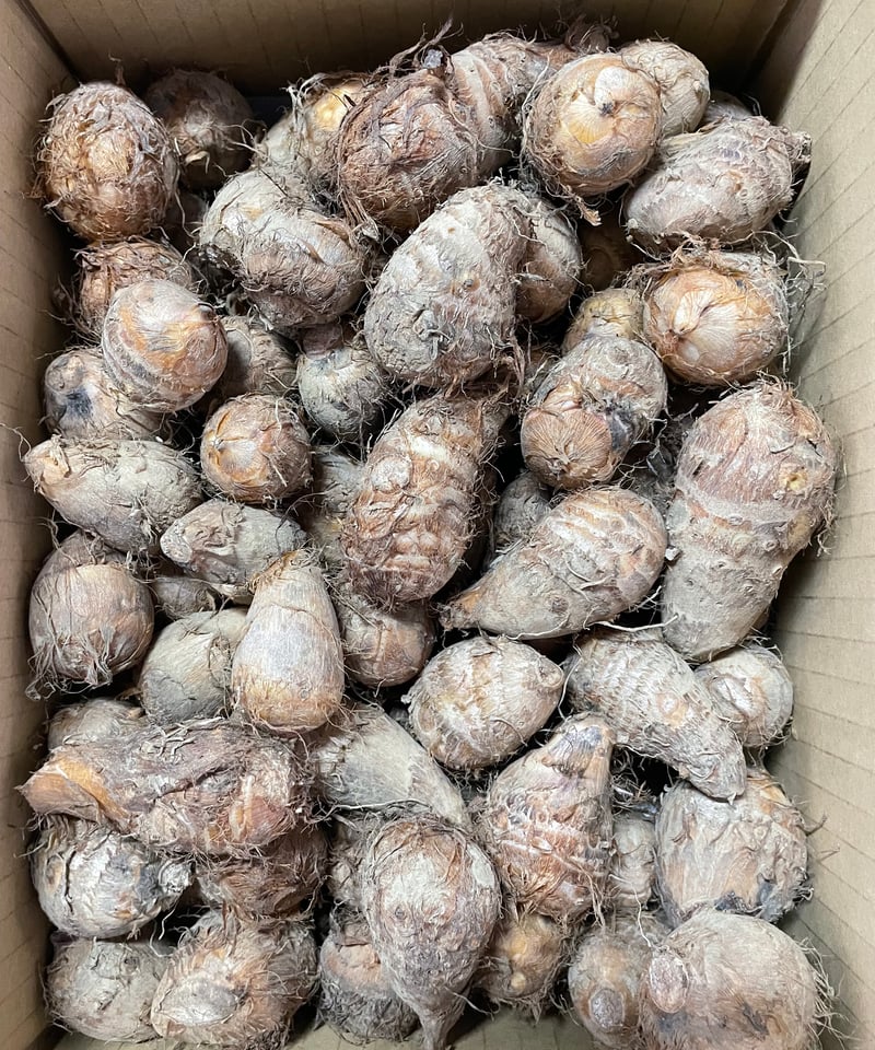 上伊場野里芋 Sサイズ 2kg | FKDfarm ネットStore