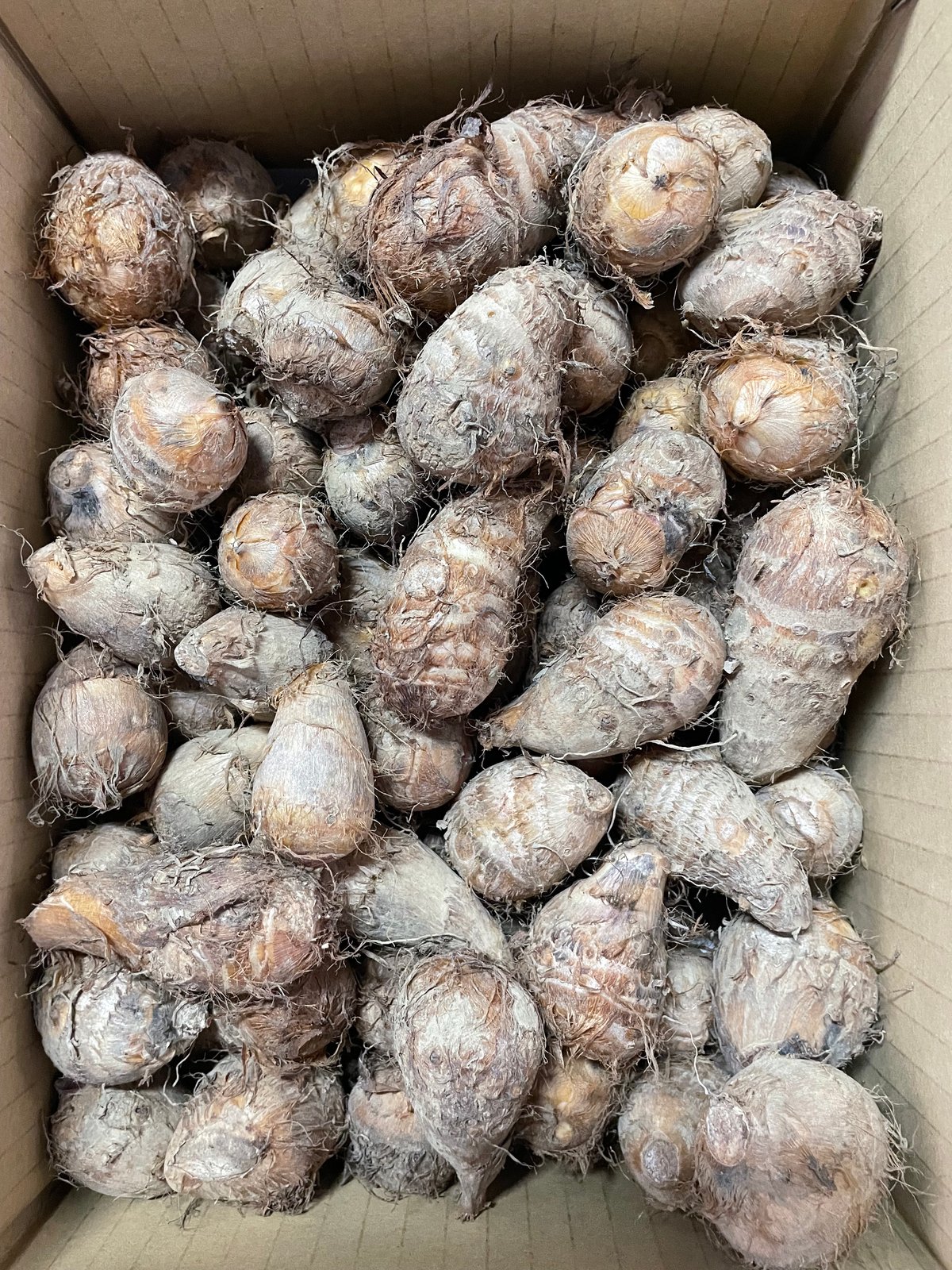 上伊場野里芋 Sサイズ 2kg | FKDfarm ネットStore