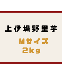 上伊場野里芋 Mサイズ  2kg