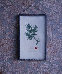 botanical picture 2