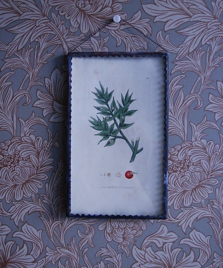 botanical picture 2