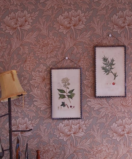 botanical picture 2
