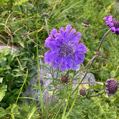 SPORTS TENUGUI / Scabious ＆ Stellaria