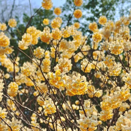 SPORTS TENUGUI WIDE / Oriental Paperbush