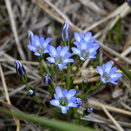 SPORTS TENUGUI / Gentian