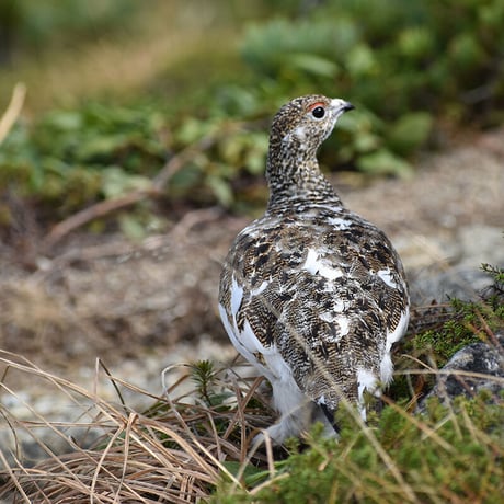 SPORTS TENUGUI / Grouse ＆ Nutcracker