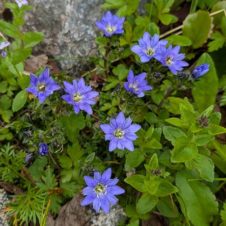 SPORTS TENUGUI / Gentian