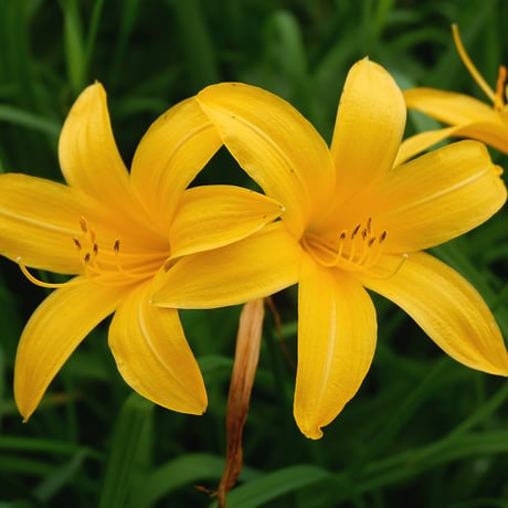 SPORTS TENUGUI / Daylily