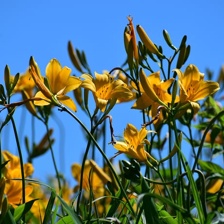 SPORTS TENUGUI / Daylily