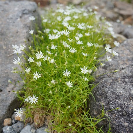 SPORTS TENUGUI / Scabious ＆ Stellaria