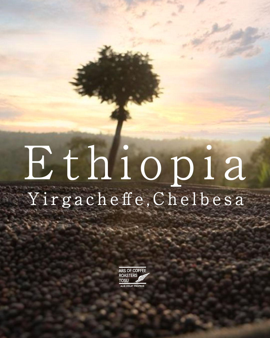 浅煎り】エチオピア イルガチェフェ チェルベサG1 ナチュラル 200g