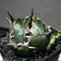 P*★様 COK CG01アガベ PLANET ROCK PLANTS 発根済み P*☆様 COK CG01アガベ PLANET ROCK PLANTS 発根済み - メルカリ