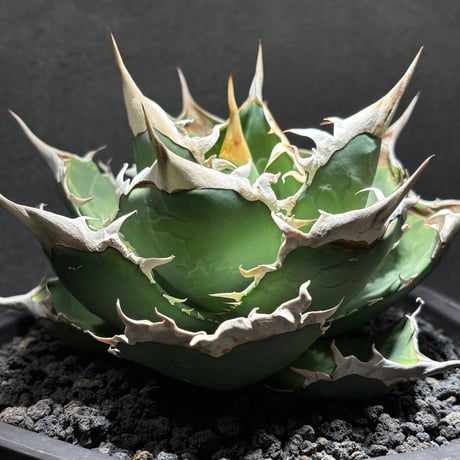 CATEGORY SPECIAL | PLANET ROCK PLANTS