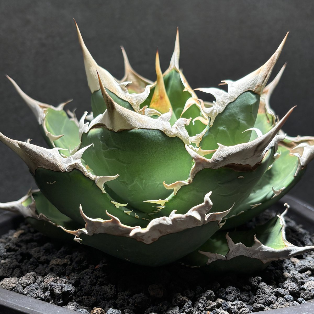 K793】【 PN-024 】※発根済み | PLANET ROCK PLANTS