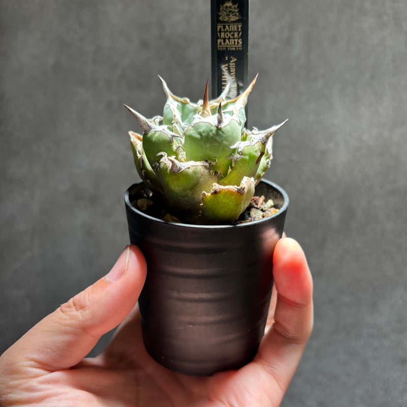 59IN268】【 White Hawk 】※発根済み | PLANET ROCK PLANTS