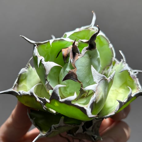 ブラックアンドブルー | STORES