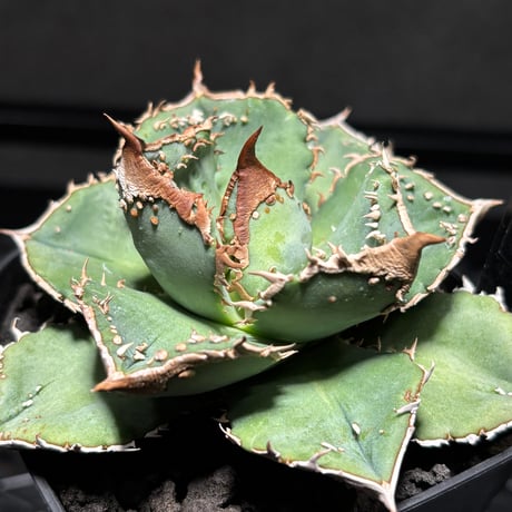 CATEGORY SPECIAL | PLANET ROCK PLANTS
