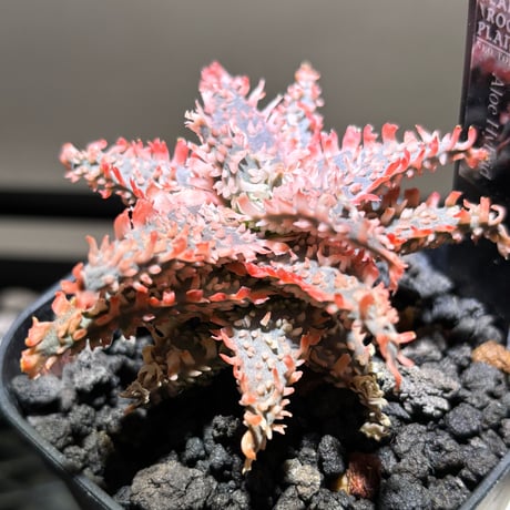 【goodraniku】激レア　ハイブリッド　血雷×姫厳竜 アガベ ハイブリッド 姫巌竜 x 姫雷帝 - メルカリ