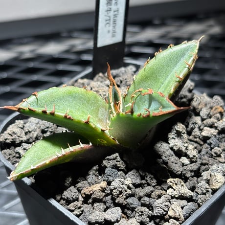 CATEGORY SPECIAL | PLANET ROCK PLANTS