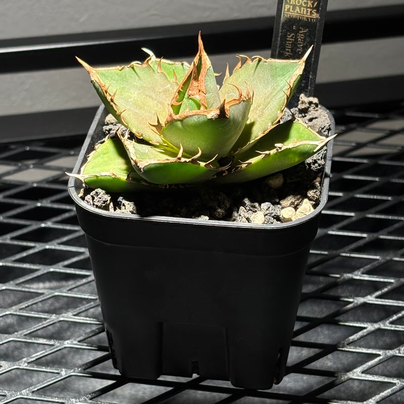 O53】【 Shark 】※発根済み | PLANET ROCK PLANTS