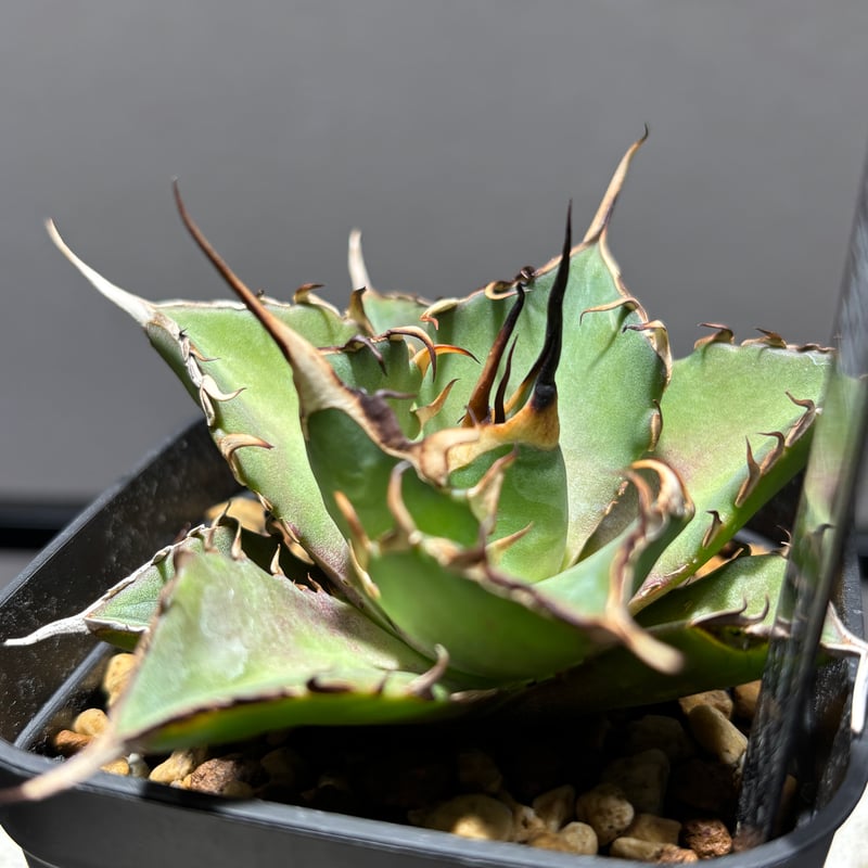 511C200】【 Hades 】※発根管理株 | PLANET ROCK PLANTS