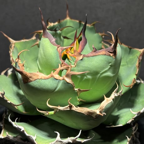 CATEGORY SPECIAL | PLANET ROCK PLANTS