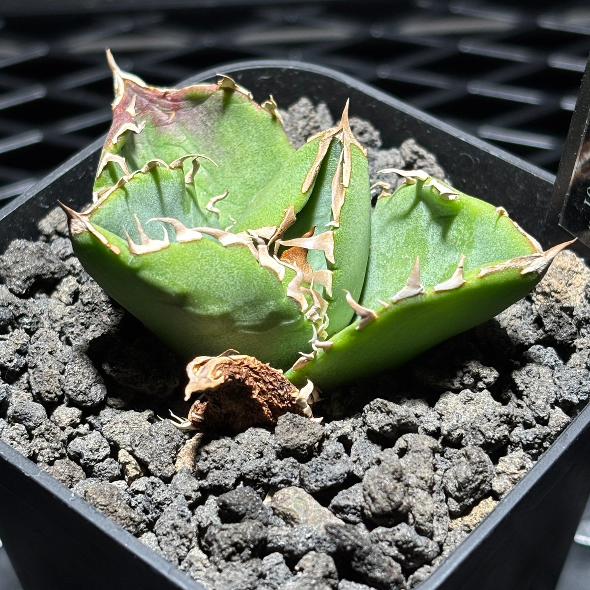 O193】【 COK/CG01 】※発根済み | PLANET ROCK PLANTS