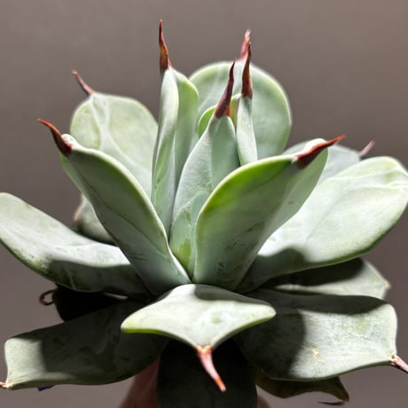 CATEGORY Others | PLANET ROCK PLANTS