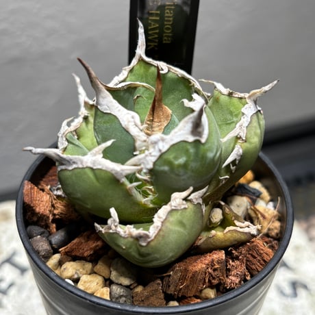 ロック　アガベ 楽天市場】ロックガーデン・ドライガーデンにお勧め【現品・現物