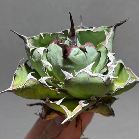 ブラックアンドブルー | STORES