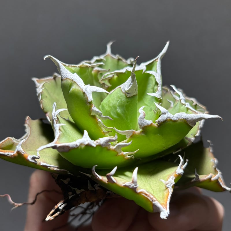 O62IN115】【 Barracuda 】※未発根株 | PLANET ROCK PLANTS