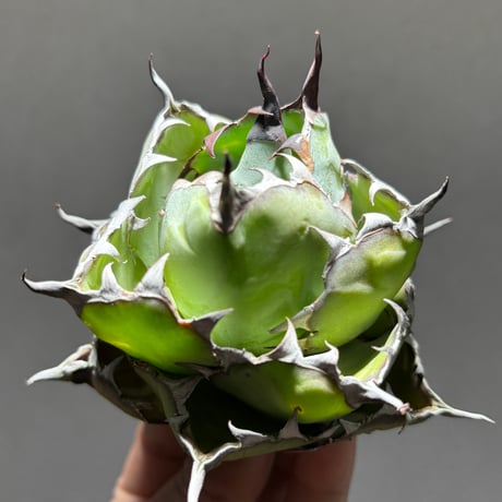 ブラックアンドブルー | STORES