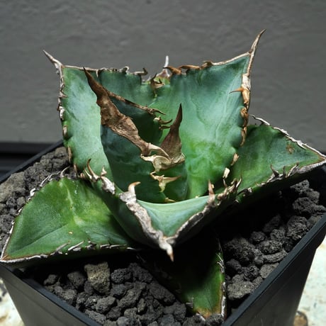 ロック　アガベ PLANET ROCK PLANTS