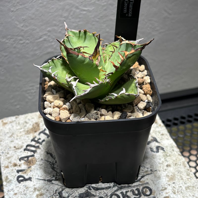 親株 写真現物 ライムグリーン系 アガベチタノタオテロイノーネーム Yahoo!オークション - 【AGAVE TITANOTA ライムグリーン】アガベ