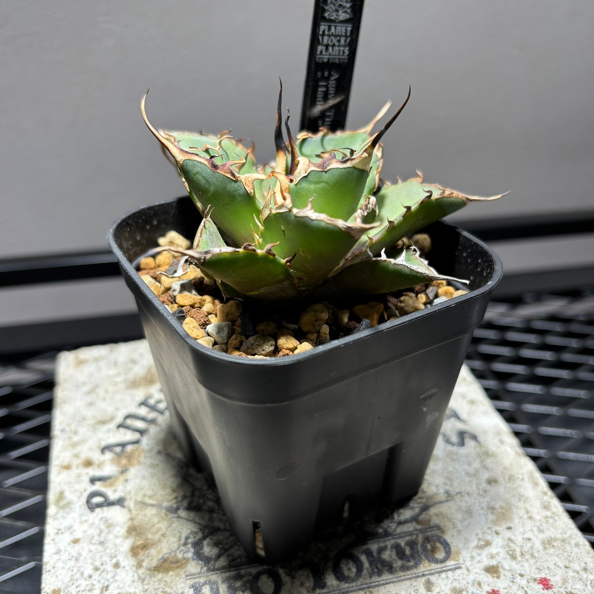 511C200】【 Hades 】※発根管理株 | PLANET ROCK PLANTS