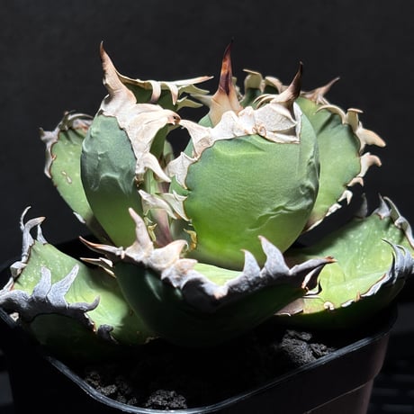 PLANET ROCK PLANTS